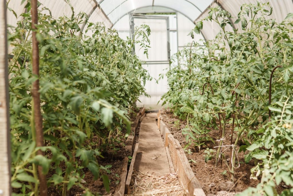 Evento Agrarias Tomatoes are hanging on a branch in the greenhouse. A large greenhouse for growing homemade tomatoes